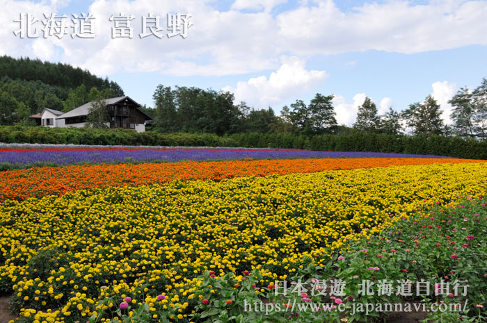 富良野富田農場