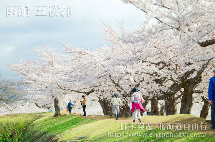 五稜郭櫻花美景