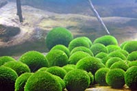 阿寒湖綠毬藻