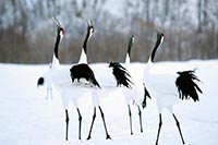 釧路市丹頂鶴自然公園