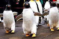 登別海洋公園尼克斯