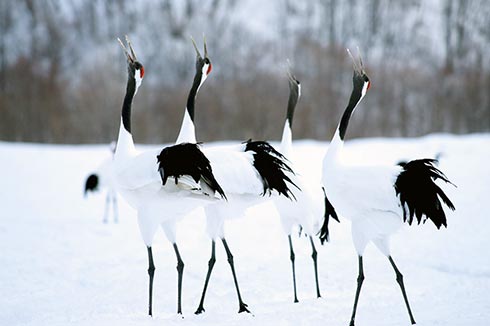 釧路市丹頂鶴自然公園