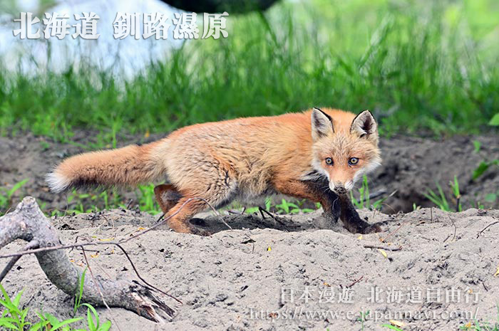 在釧路濕原或許能偶遇野鹿和北方狐狸