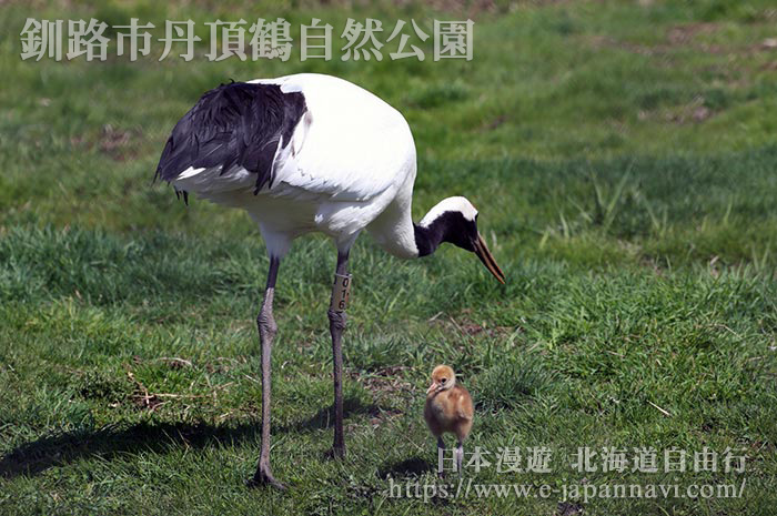 丹頂鶴母子親密相處