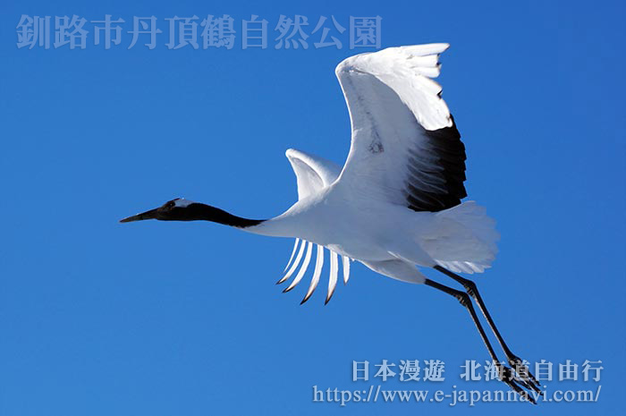 在空中優雅飛行的丹頂鶴