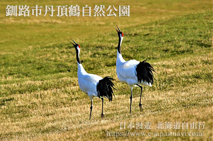 丹頂鶴雌雄一生形影不離是夫婦圓滿的象徴