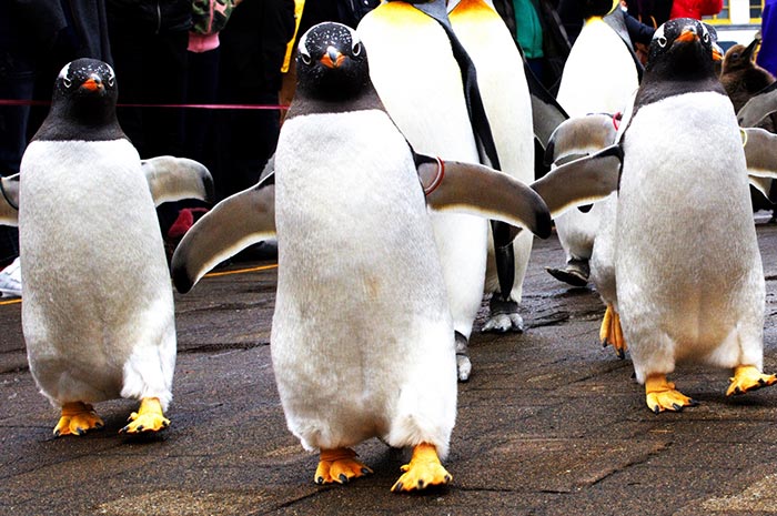 以水族館為主的主題公園　登別海洋公園尼克斯