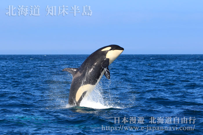 知床半島海域的虎鯨