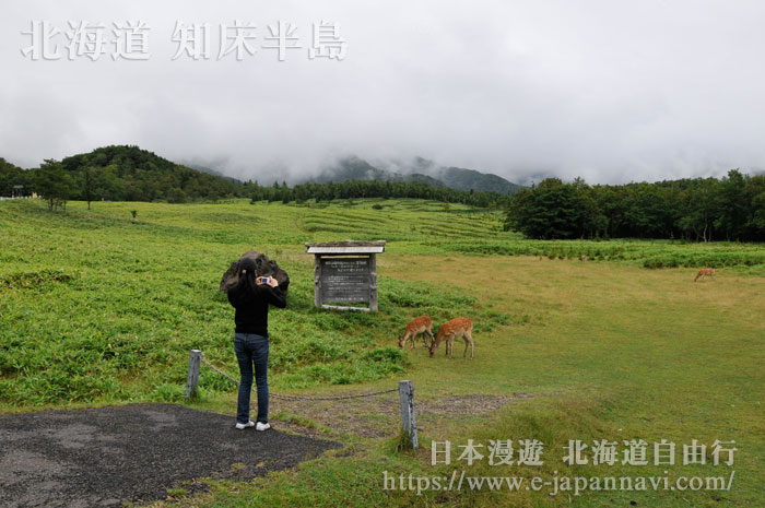 遇到知床半島野生鹿遊客興奮拍照
