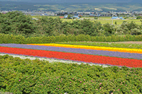 日本 富良野花田