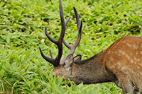 日本 北海道知床