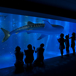 能登水族館