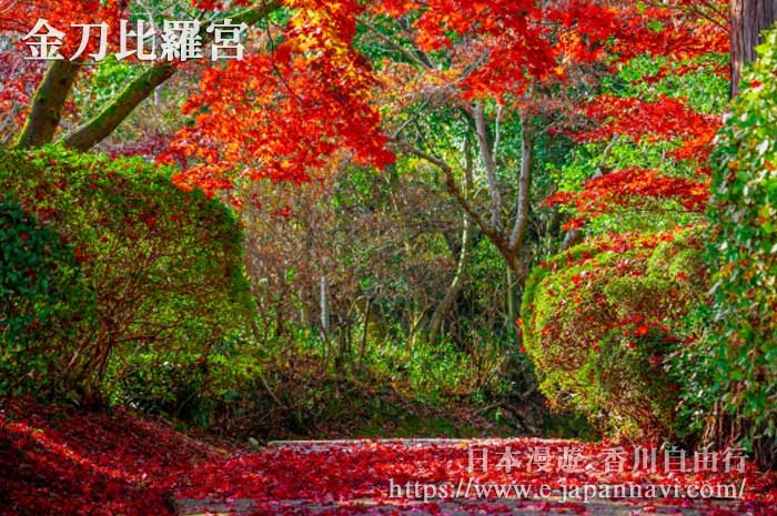 金比羅宮參道中途秋季紅葉風景