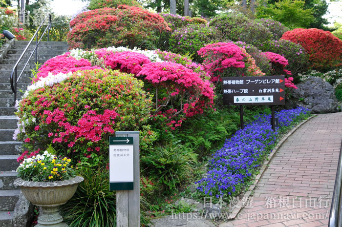 強羅公園杜鵑花