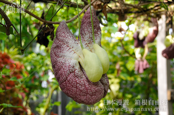 熱帶植物園的奇異植物