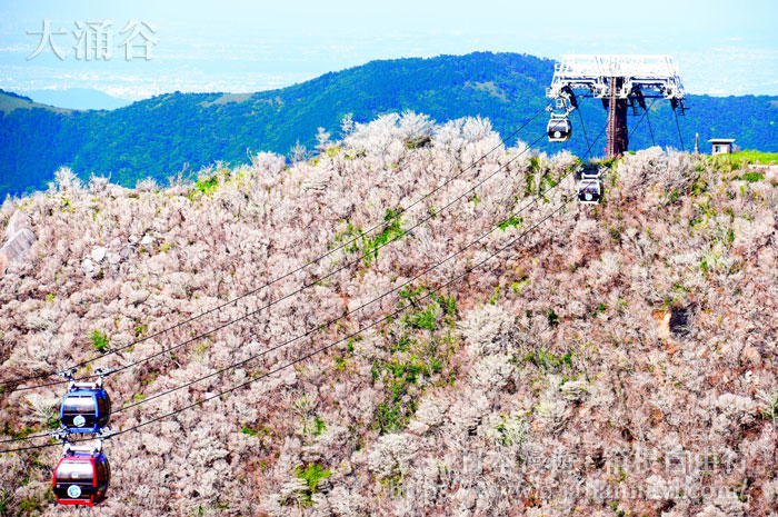 箱根索道大涌谷櫻花