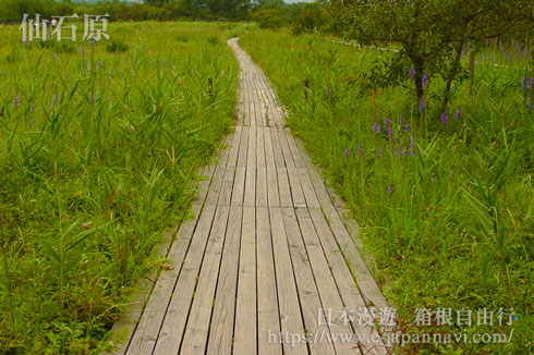 箱根濕生花園