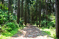 日本箱根舊街道