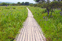 箱根仙石原濕生花園