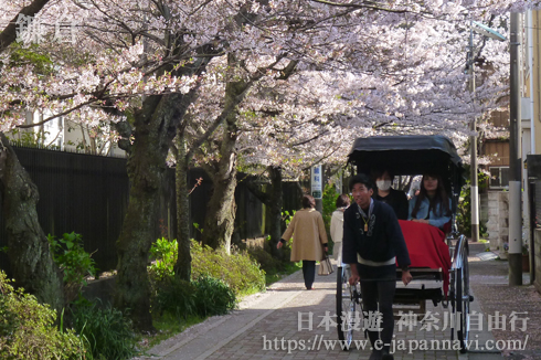 鐮倉櫻花時節街景