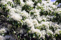 牧野植物園