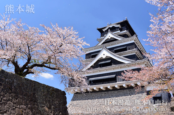 熊本城天守閣櫻花景色