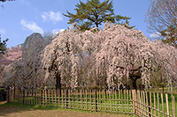 京都御苑