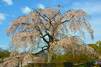 圓山公園