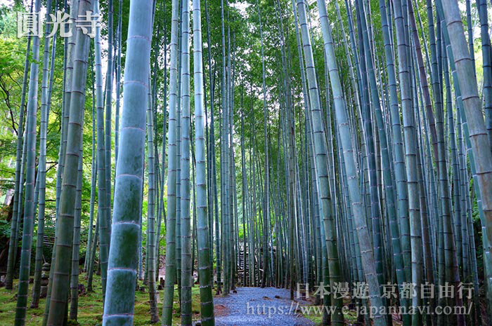 寂靜的竹林小道