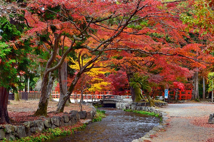 上賀茂神社美麗紅葉的秋景