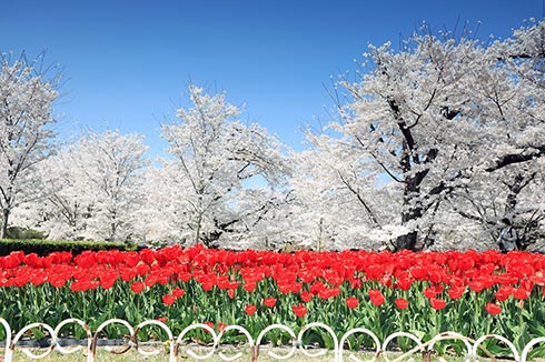 京都府立植物園
