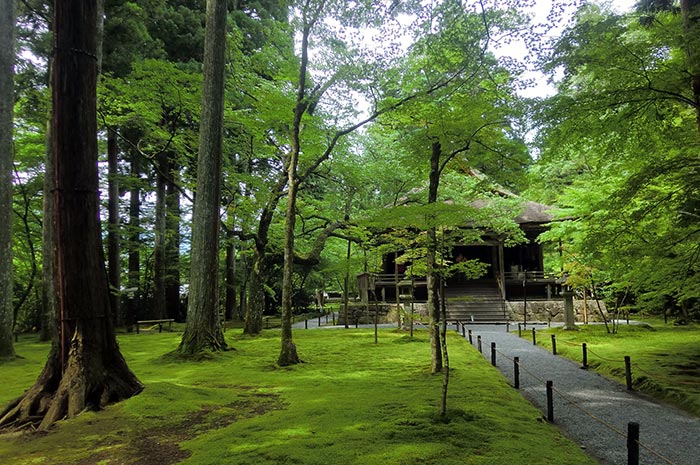 京都大原三千院美麗青苔