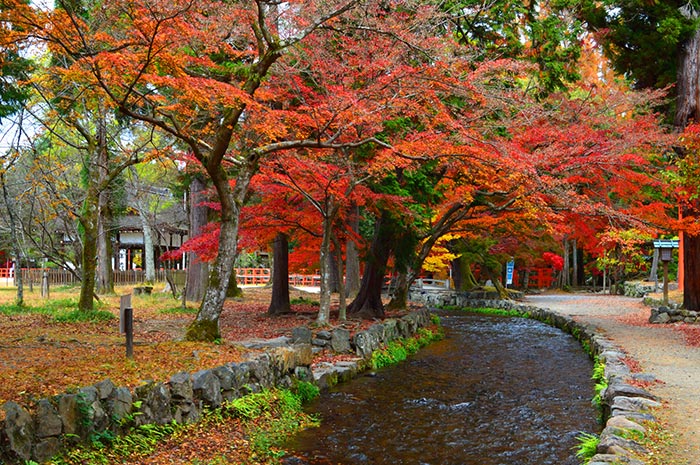 下鴨神社糺森林的清流與秋天的紅葉