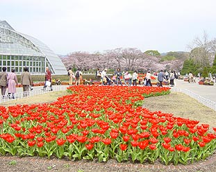 植物園 京都