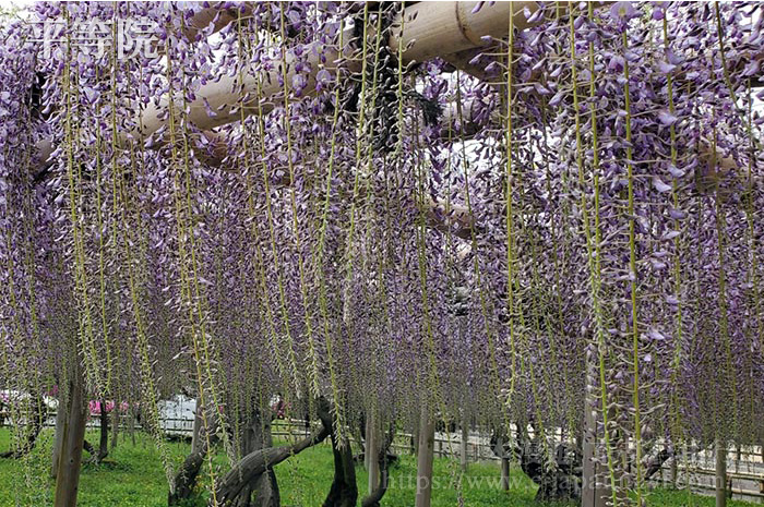 平等院内3處藤花棚架中有的樹齢已超280多年