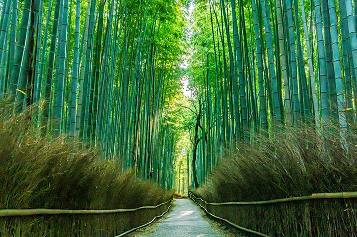 京都竹林小徑