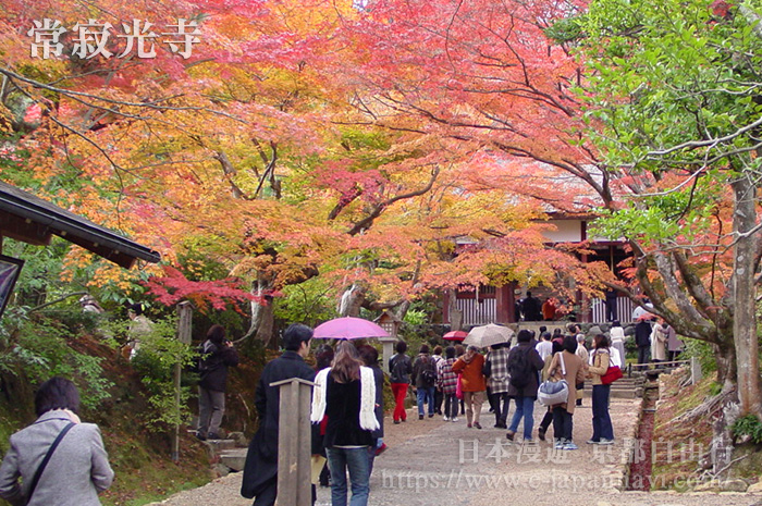 京都屈指可數的新綠與紅葉的著名景點　常寂光寺
