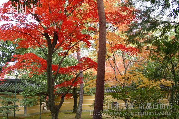 金閣寺庭園的紅葉