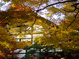 京都龍安寺 日本漫遊