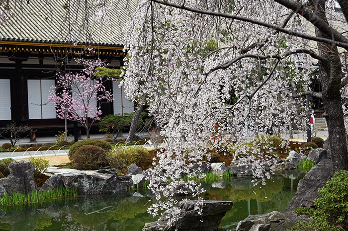 三十三間堂櫻花季節的風景