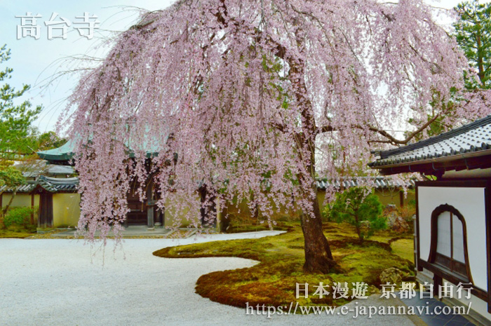 美麗的枯山水庭園白砂鋪地 方丈前庭垂櫻盛開