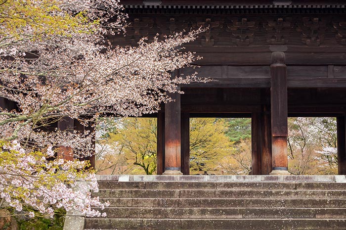 南禪寺櫻花美景