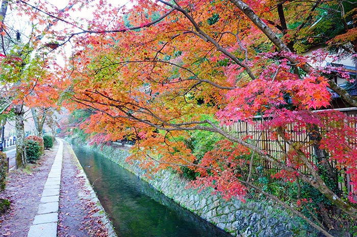 哲學之道秋季的楓葉和櫻花樹的紅葉美不勝收