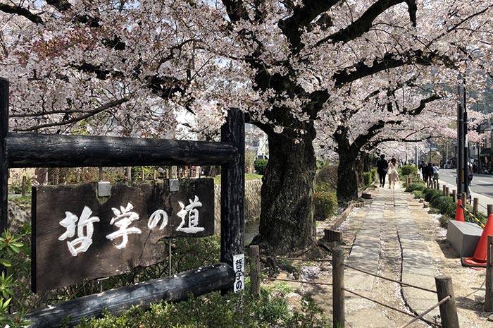 約450棵櫻花樹妝點京都哲學之道