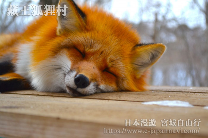 藏王狐狸村