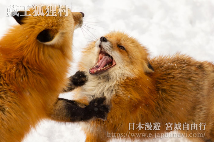 藏王狐狸村