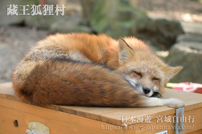 藏王狐狸村正在睡覺的狐狸