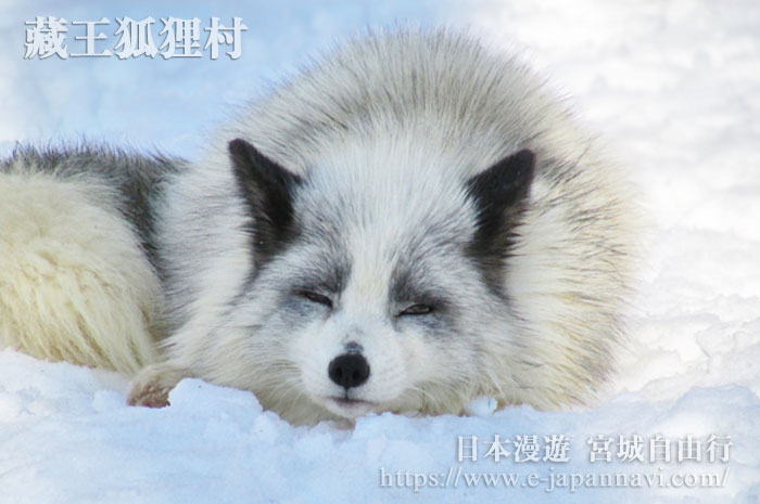 藏王狐狸村的銀狐