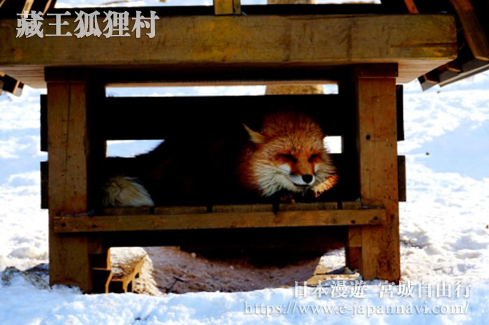 藏王狐狸村躲在籠子裡的狐狸
