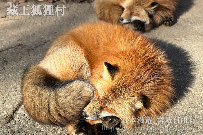 藏王狐狸村曬太陽的狐狸
